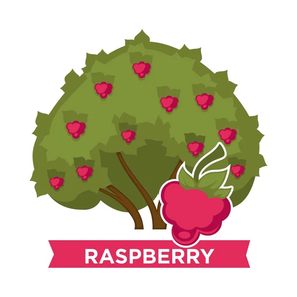 Raspberry Bush Dengan Buah Matang Yang Lezat Dedaunan Tebal Tanaman - Stok Vektor