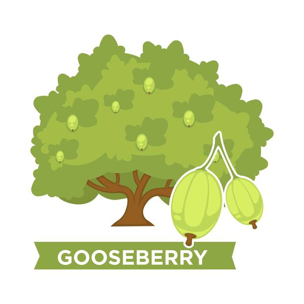 Thick gooseberry bush with ripe juicy berries full of vitamins. Plant that produces natural sour fruits. Organic food from farm isolated cartoon flat vector illustration on white background.