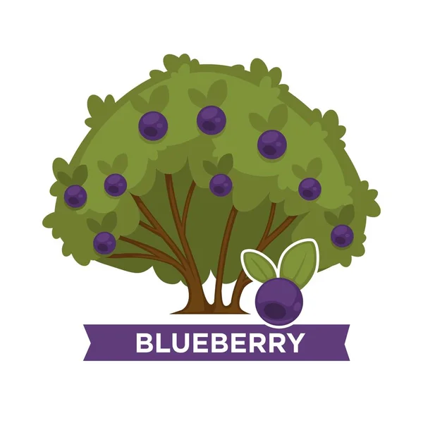 Gruby Blueberry Bush Dojrzałych Owoców Zdrowe Całego Uprawiane Rośliny Smaczne — Wektor stockowy