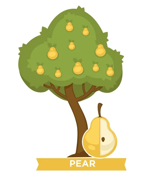Pear Tree Full Ripe Juicy Fruits Thick Foliage Delicious Natural — Stock Vector