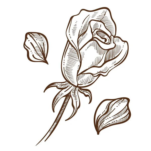Rosenpflanze Knospe Stiel Und Blütenblättern Isolierte Skizze Vektor Blume Botanik — Stockvektor