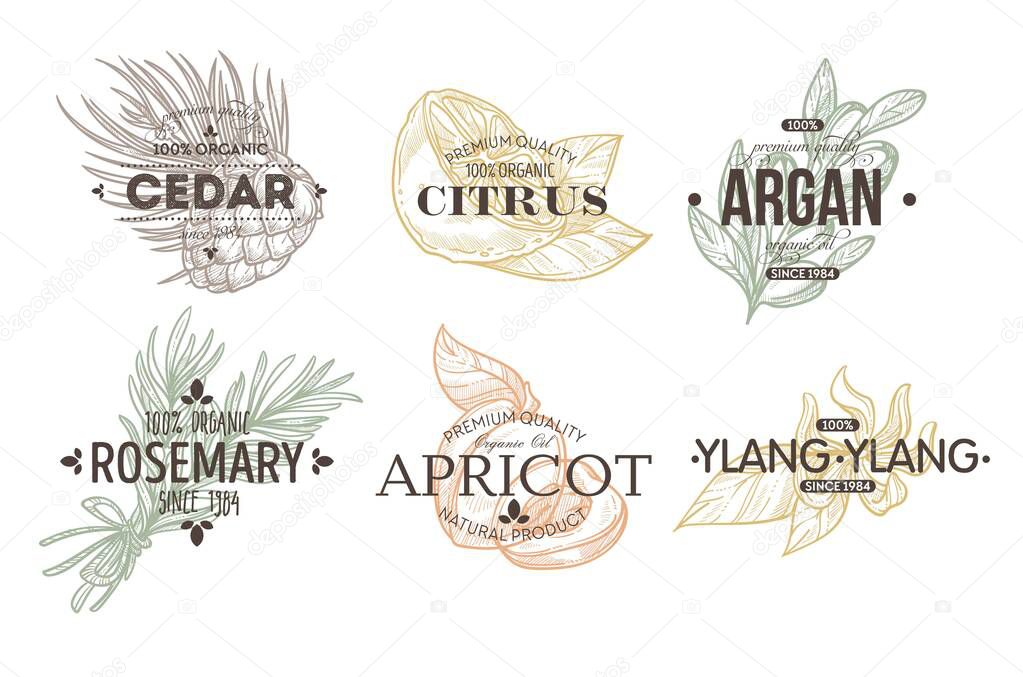 Plant and food herbs spices and fruit isolated icon with lettering vector cedar and citrus argan and rosemary apricot and ylang ylang lemon and nut silhouette emblem or logo cooking ingredients