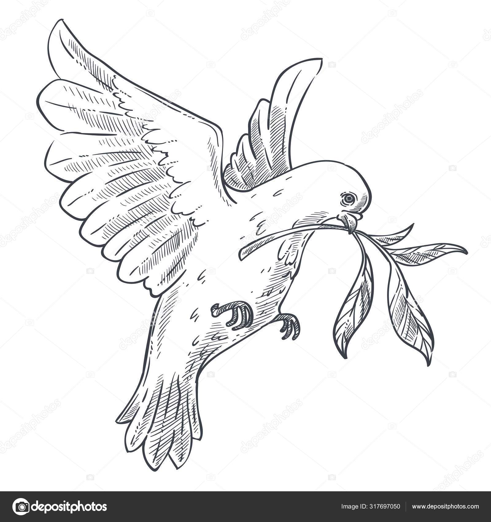 鸽子或鸽子飞与橄榄枝或树枝在嘴孤立的鸟类草图飞行载体野生动物和野生动物和平和宗教象征翅膀羽毛纯度和希望象征性的生物与爪子, image size:1600x1700