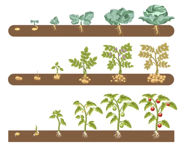 Kohlkartoffeln Und Tomatenpflanzen Wachstumsstadien Isolierten Garten Vektorgemüse Plantage Und Landwirtschaft — Stockvektor