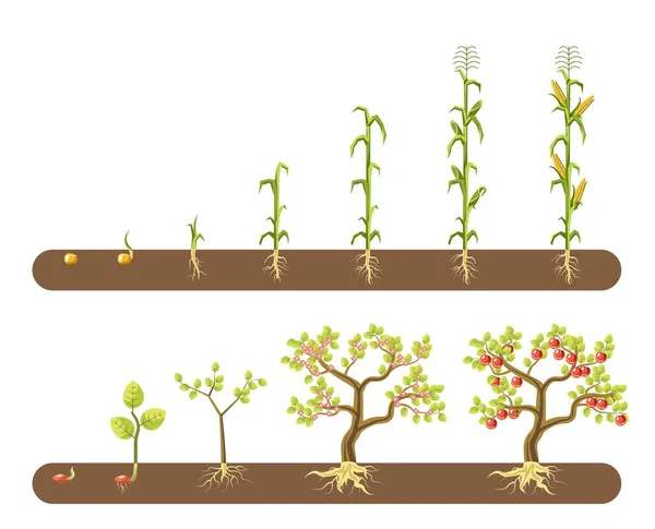 Стадии Выращивания Помидоров Кукурузы Кукурузы Изолированные Садовые Векторные Овощи Стебель — стоковый вектор
