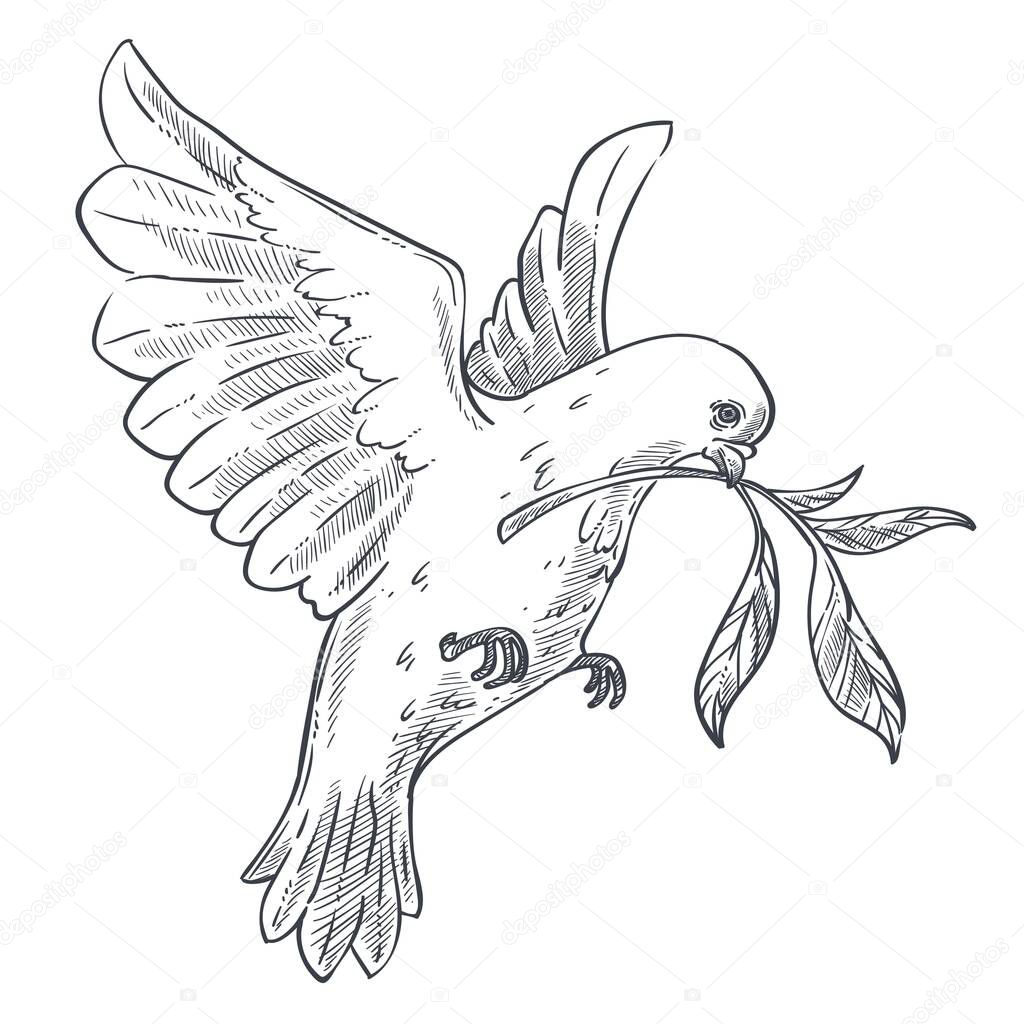 Pigeon or dove flying with olive branch or twig in beak isolated bird sketch flight vector wild animal and wildlife peace and religion symbol wings plumage purity and hope symbolic creature with claws