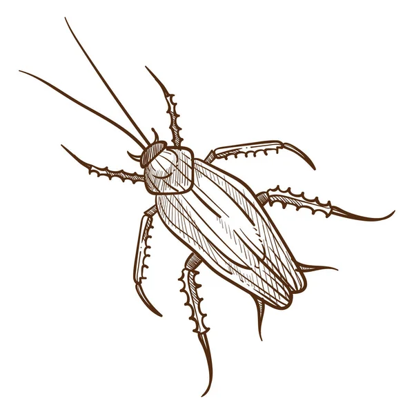 Titan Brouk Hmyz Pohled Shora Zblízka Brouci Divoká Zvěř Detailní — Stockový vektor
