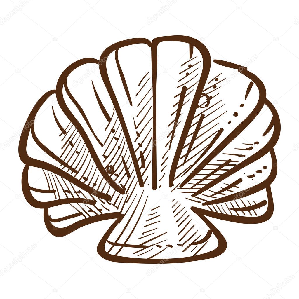 Scallop sea shell. Saltwater clam close up, full size. Underwater themed detailed drawing. Hand drawn sketch illustration isolated on white background.