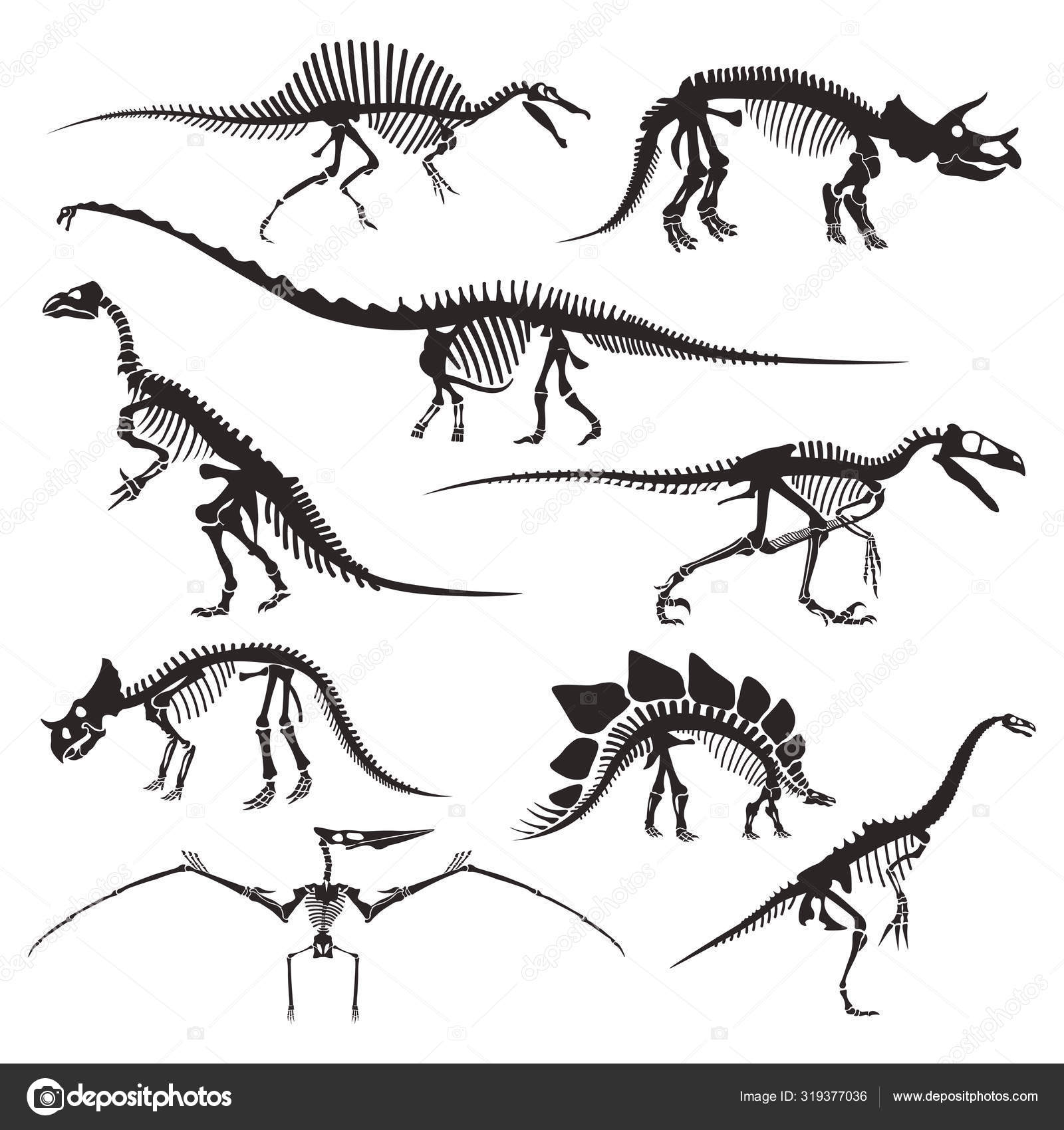 Esqueleto de dinosaurio imágenes de stock de arte vectorial | Depositphotos