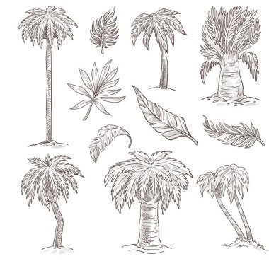 Palmiye ağaçları izole edilmiş çizimler, vahşi doğa bitki taşıyıcısı. Tropikal türler, el yapımı ada bitkileri ve egzotik meyveler yetişiyor. Yaz tatili sembolü, yapraklar veya yaprak kalem çizimi