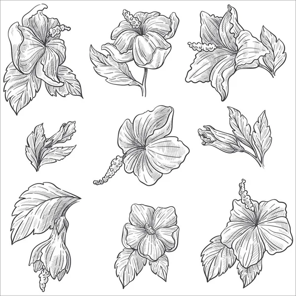 Hibiscus Planta Brote Tallo Hojas Aisladas Bocetos Vector Flor Botánica — Vector de stock