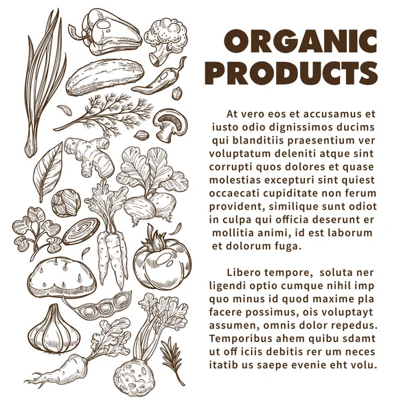 Organiske Produkter Banner Skabelon Friske Grøntsager Rødder Bælgfrugter Kulinariske Planter – Stock-vektor