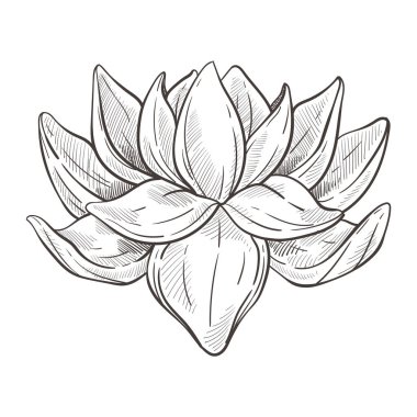 Lotus çiçeği taslak vektörünü izole etti. Bud ve taç yaprakları, su bitkisi çiçeği, kaplıca ve güzellik sembolü, botanik ve bitki örtüsü. El yapımı biyolojik türler, doğuya ait element kalem çizimi.