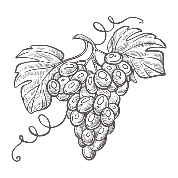 Vintillverkning Druvklasar Isolerade Skiss Bär Kluster Vinplantage Skördevektor Vinodling Viningrediens — Stock vektor