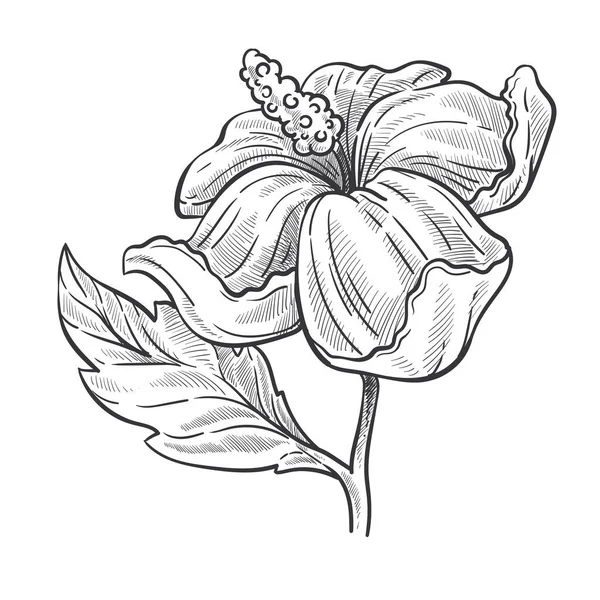 Hibiscus Plant Bud Stem Leaves Isolated Sketch Vector Flower Blossom — 스톡 벡터