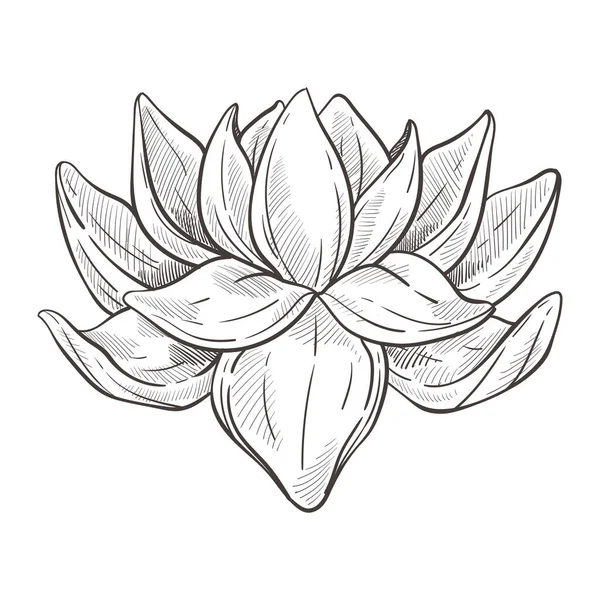 Lotus Λουλούδι Νερό Απομονωμένο Διάνυσμα Σκίτσο Μπαντ Και Πέταλα Άνθη — Διανυσματικό Αρχείο