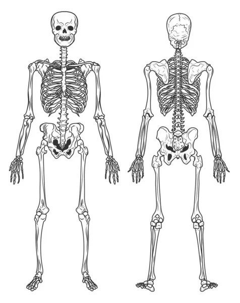 Structure squelettique vue arrière et frontale, os humains — Image vectorielle