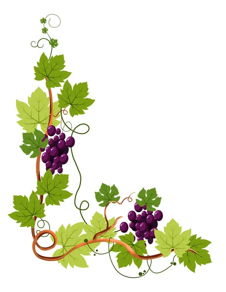 Grape Bunches Vine Berries Clusters Curled Twig Plantation Harvest Vector — ストックベクタ