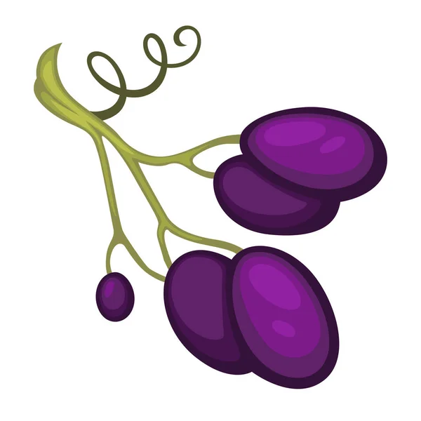 Wine Grape Organic Grapes Separate Stem Branch Close Cluster Berries — ストックベクタ