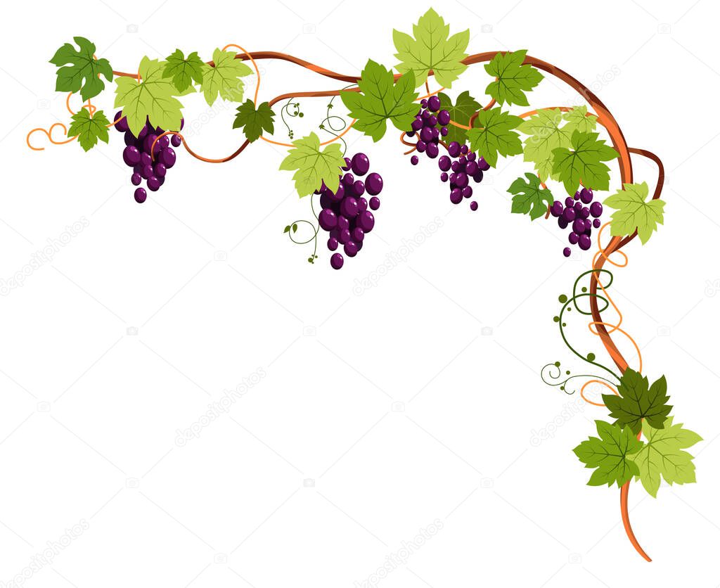 Grapevine frame, angled. Beautiful vining plant with grapes, tendrils and leaves, purple shiny ripe fruit growing. Vineyard, harvest for winemaking. Colourful vector illustration on white background.