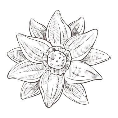 Nilüfer çiçeği ya da nilüfer çiçeği, üst manzara. Su bitkisi, taç yapraklarıyla çiçek açıyor, yakın çekim. Doğa bitkisinin detaylı çizimi. El çizimi çizimi çizimi beyaz arkaplanda izole edildi.