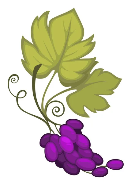 葉と渦巻く腱を持つワインブドウ 閉じる 光沢のある熟した果実 ワイン製造のためのブドウ畑の収穫カット 有機農業製品 市場タグまたはパッケージデザインベクトルイラスト — ストックベクタ