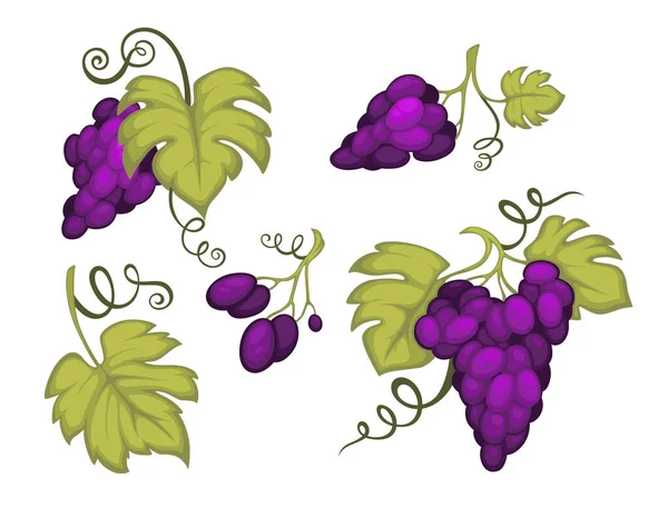 ワイン製造 ブドウ房 ベリークラスター ブドウ栽培の収穫ベクトル ブドウ畑 ワイン成分 ブドウ栽培と農業 ワイナリーフルーツ作物 有機物 植物の成長 — ストックベクタ