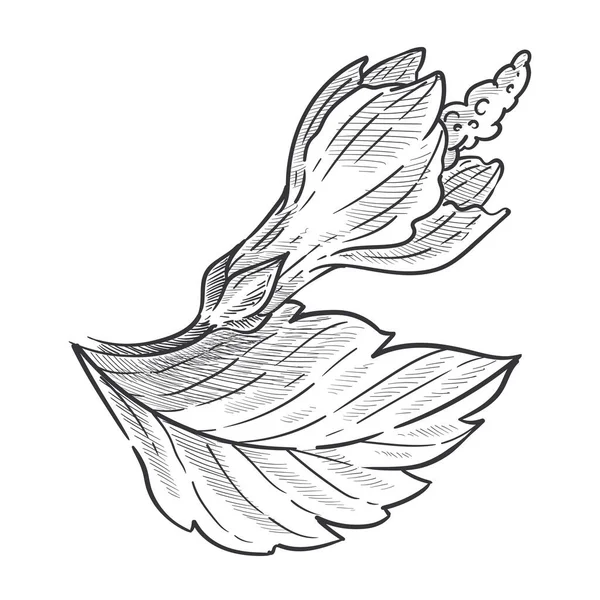 Hibiscus Plant Bourgeon Fermé Sur Tige Feuilles Vecteur Croquis Isolé — Image vectorielle