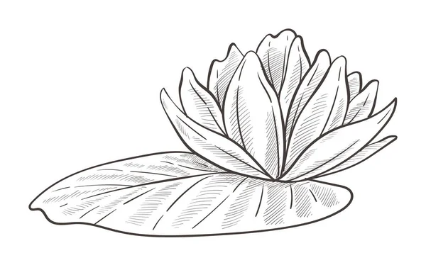 莲花分离素描载体 采购产品Bud Petals Water Plant Flower Spa Beauty Symbol Botany — 图库矢量图片