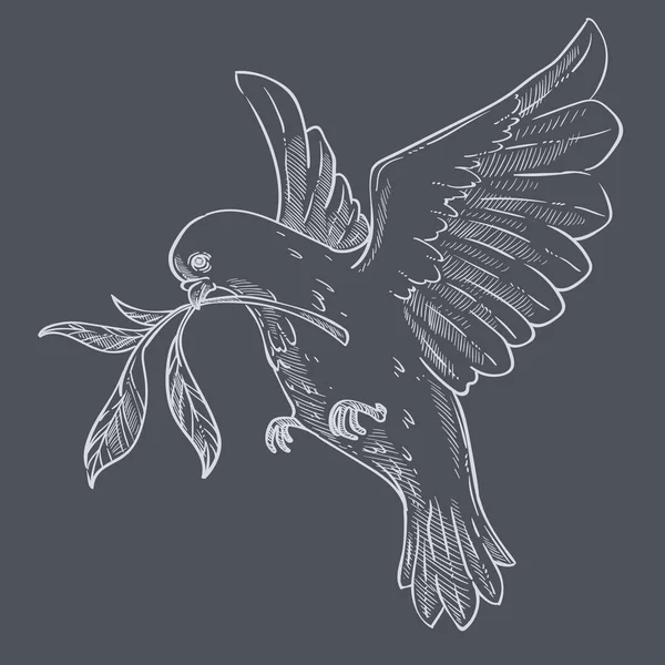 Pigeon Dove Flying Olive Branch Twig Beak Isolated Bird Sketch — Stock Vector