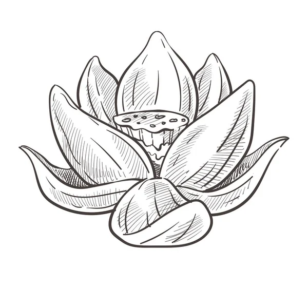 Lotus Fleur Eau Isolé Vecteur Croquis Bourgeons Pétales Fleurs Plantes — Image vectorielle