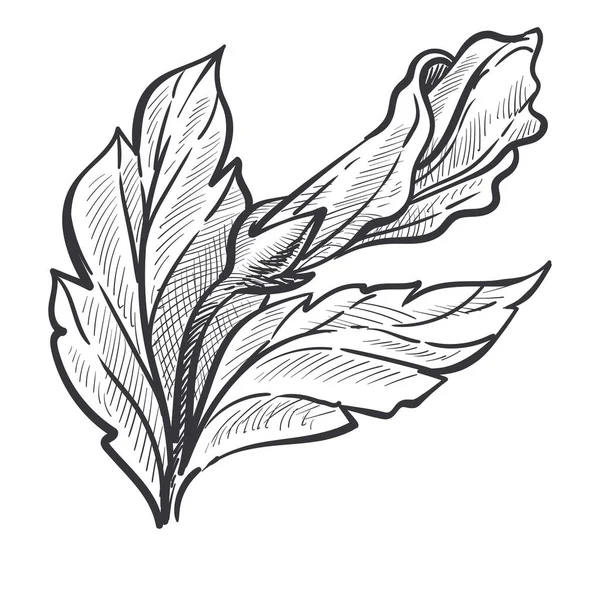 Hibiskuspflanze Geschlossene Knospe Stiel Und Blätter Isolierter Skizzenvektor Blütenpracht Botanik — Stockvektor