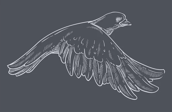 Símbolo Paz Paloma Paloma Animal Aislado Bosquejo Vector Dibujo Aves — Archivo Imágenes Vectoriales