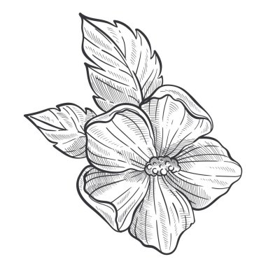 Hibiscus bitkisi, gövdede tomurcuk ve izole çizim vektörü bırakır. Çiçekler, botanik ve çiçekçilik, tarım ve büyüme, bahçe ya da vahşi türler. El yapımı doğa ve bitki örtüsü, çiçek açıyor.