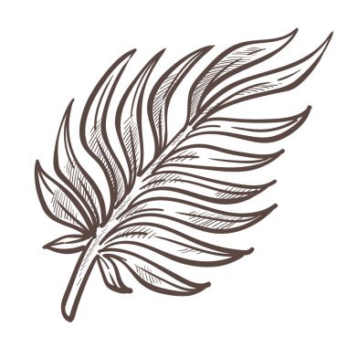 Palmiye yaprağı eşkali, vahşi doğa bitki vektörü. Tropikal türler, el yapımı ada bitkileri ve egzotik meyveler yetişiyor. Yaz tatili sembolü, yeşillik kalem çizimi, botanik.