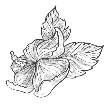 Hibiscus bitkisi, gövdede tomurcuk ve izole çizim vektörü bırakır. Çiçekler, botanik ve çiçekçilik, tarım ve büyüme, bahçe ya da vahşi türler. El yapımı doğa ve bitki örtüsü, çiçek açıyor.