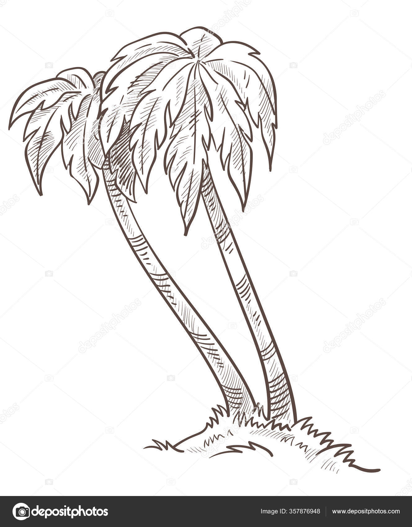 noix de coco palmier du bresil images vectorielles noix de coco palmier du bresil vecteurs libres de droits depositphotos