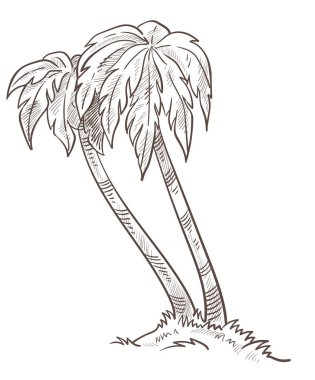 Vahşi ada doğası, topraktan yetişen palmiye ağaçları izole edilmiş çizimler.