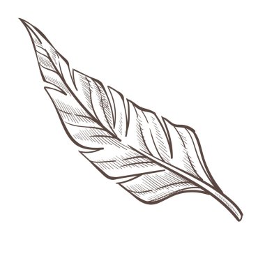 Vahşi ada doğası, palmiye yaprağı izole edilmiş çizim.