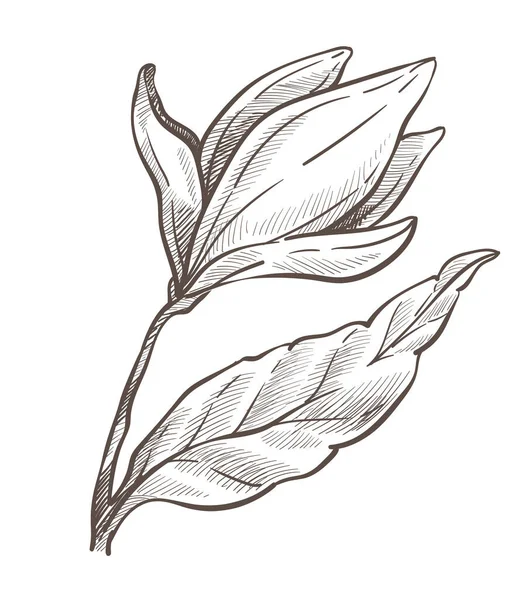 Desenho isolado da flor, desenho do lápis da planta da magnólia —  Vetores de Stock