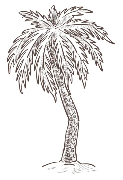 noix de coco palmier du bresil images vectorielles noix de coco palmier du bresil vecteurs libres de droits depositphotos