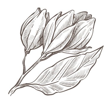 Çiçek sapında yapraklar, çiçek açan bitki tek renkli çizim taslağı. Yapraklı, renksiz bir bitki örtüsü ve hudut çizimi. Yaz veya ilkbaharda ev bitkisi, düzlükte vektör