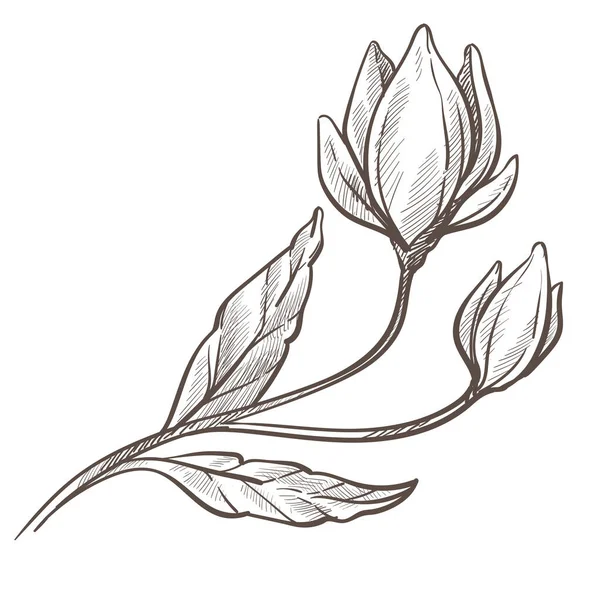Blume Mit Blüte Und Laub Stiel Monochrome Skizze Isolierte Pflanze — Stockvektor