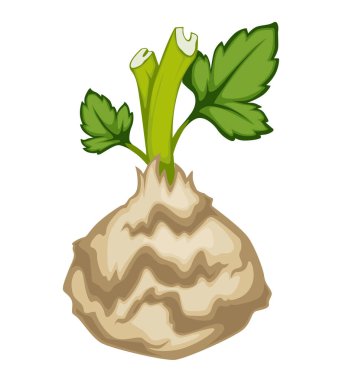 Kökler ve kereviz yaprakları, diyet ve detoks için izole edilmiş sebze. Vejetaryenler ve vejetaryenler için yemek tariflerinde ve menüde kullanılan sebze ikonu. Sağlıklı organik malzemeler yemek, yassı vektör.