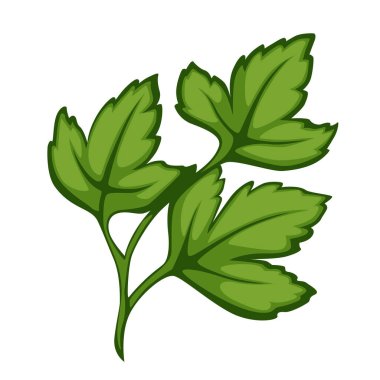 Maydanoz ya da kişniş otu, yemek ve yemek için izole edilmiş bitkisel ikon. Yemek hazırlamak ve pişirmek için organik bir bileşen. Taze yeşillik vektörünün yapraklı çiğ bitki dalı