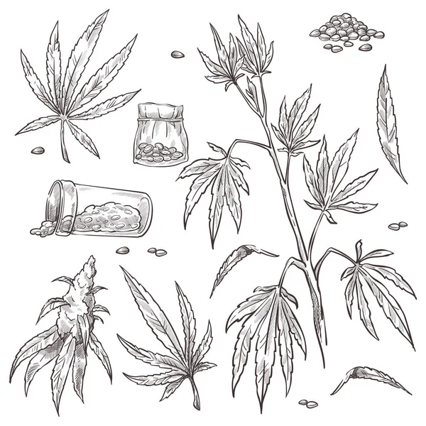 Sammlung Von Marihuana Pflanze Mit Stiel Und Blättern Isolierte Behältnisse — Stockvektor