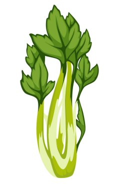 Kişniş, maydanoz ya da kişniş taze çiğ baharat. Yemek pişirmek için aromatik yaprak ikonu. Sağlıklı beslenme, vejetaryenler ve vejetaryen menüsü. Gıda hazırlama vektörü için organik bileşenler