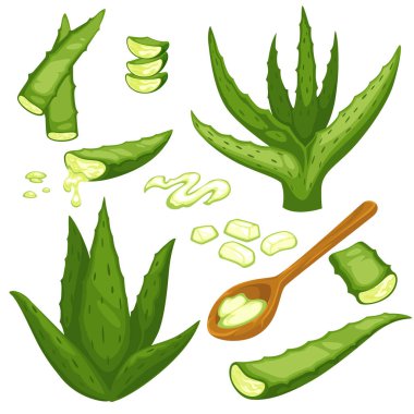 Organik kozmetoloji ya da alternatif tıp, kaşık içinde aloe vera yaprakları ve jöle seti. Flora cilt nemlendirici ya da tedavi için, vücut ve sağlık bakımı için. Düz biçimli yeşil yaprak vektörü