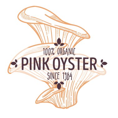Pembe istiridye türü mantarlar, yenilebilir Pleurotus djamor taslağı, Pleurotaceae ailesi. Ürünler için amblem ya da içerikli restoran menüsü. Organik yemek ve lezzetli yiyecekler, düz stil vektörü.