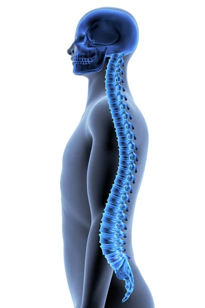 El cuerpo humano - columna vertebral — Foto de Stock